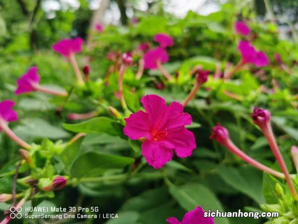 如何盆栽紫茉莉