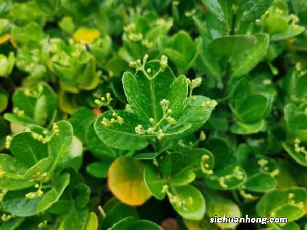 黄杨的养殖方法和注意事项