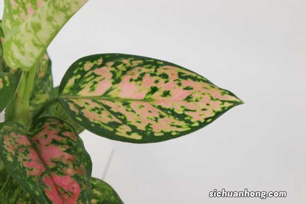 花叶万年青冬季如何管理