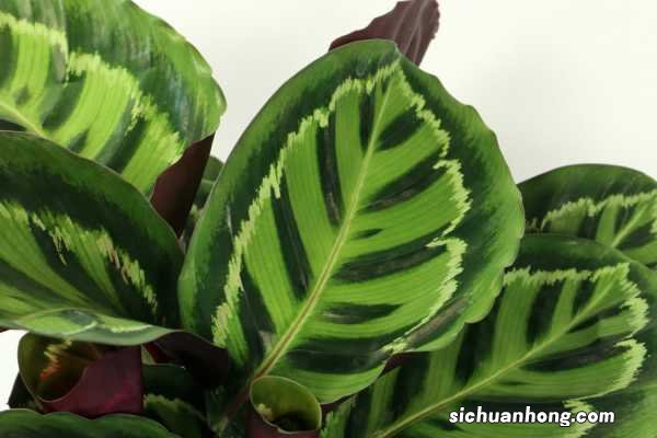肖竹芋的养殖方法