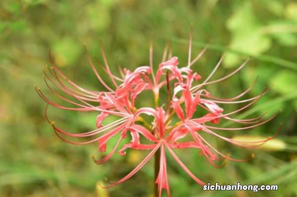 彼岸花怎么种植方法