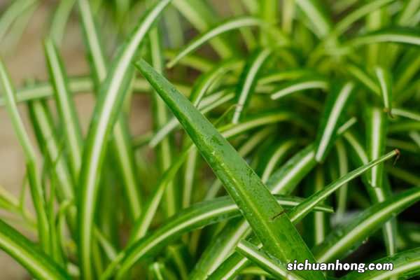 怎么养才能让吊兰开花