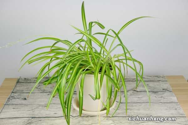 怎么养才能让吊兰开花