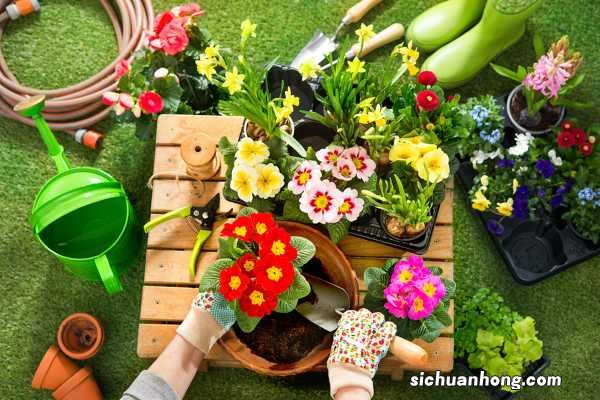 荼靡花该怎么养