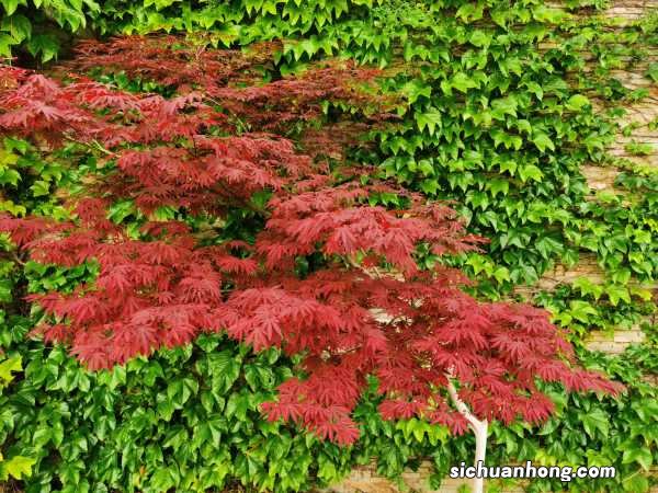 怎么养红枫