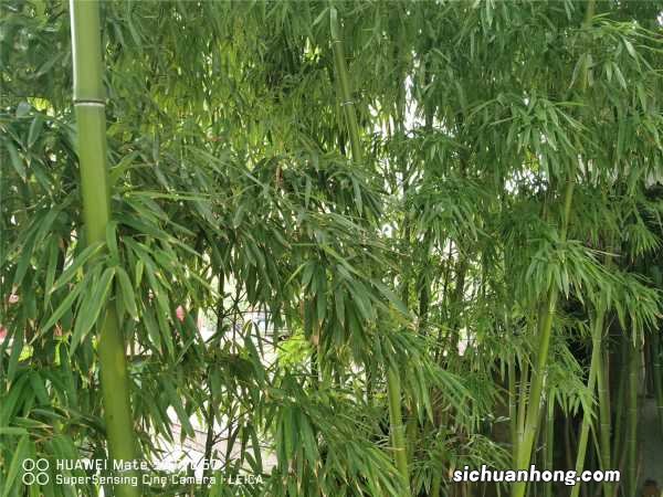 家里怎么养盆栽竹子