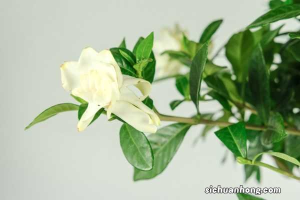 水培栀子花能改土养吗