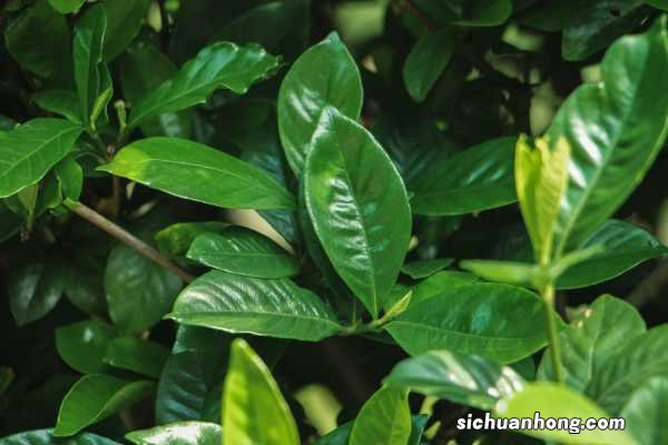 水培栀子花能改土养吗