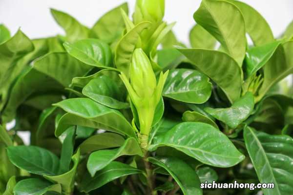 水培栀子花能改土养吗