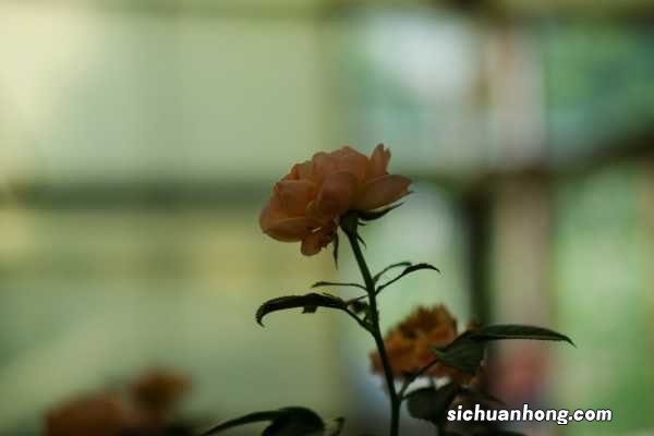 月季花怎样过冬