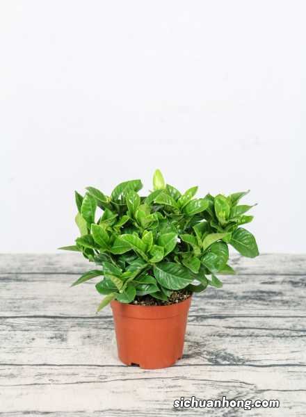 栀子花怎样水培生根