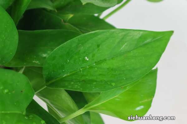 怎么看绿萝需要浇水