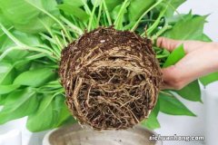 新上盆的绿萝需要浇水吗