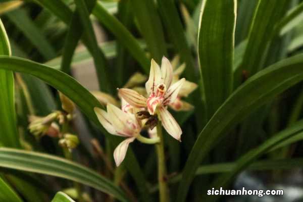 盆栽兰花养殖方法