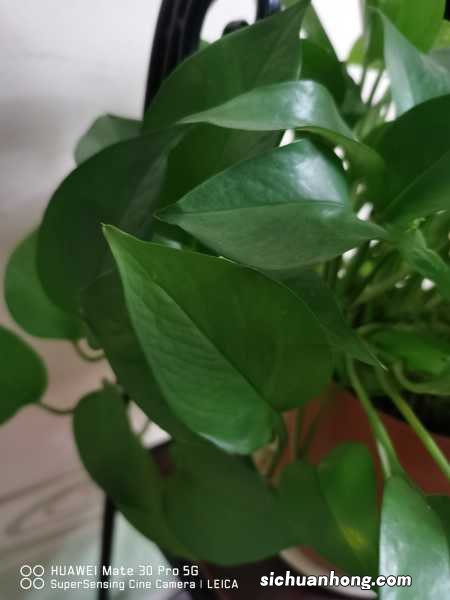 冬天绿萝可以换盆吗