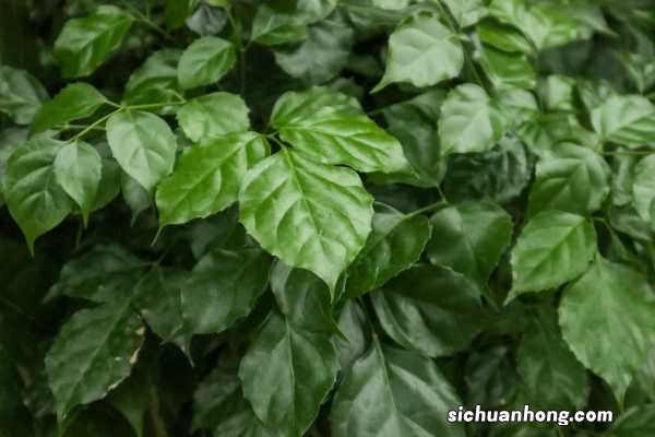 绿宝树的养殖方法是什么