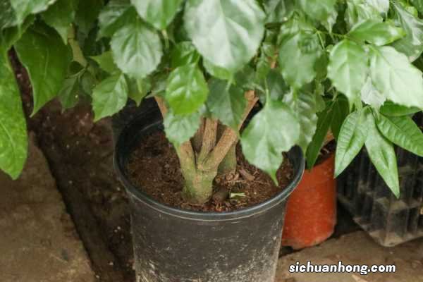 绿宝树的养殖方法是什么