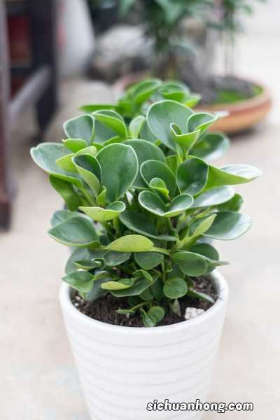 碧玉花要怎么养