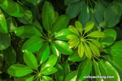 鸭脚木是招财树吗