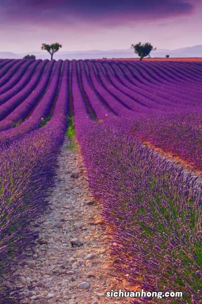 薰衣草的花期怎么养护