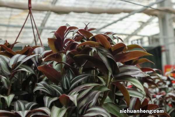 吊竹梅要怎么养才好