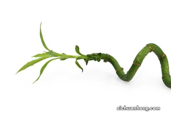 富贵竹生根后怎么养