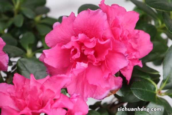 毛娟的养殖方法有哪些