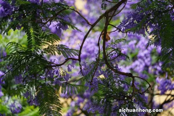 蓝花楹什么时候开花，怎么修剪最好看