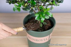 迎红杜鹃怎么养