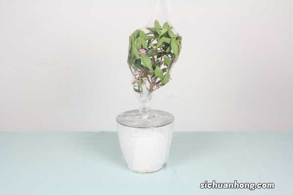 金边瑞香是什么花