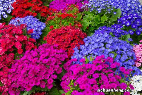 瓜叶菊要怎么养