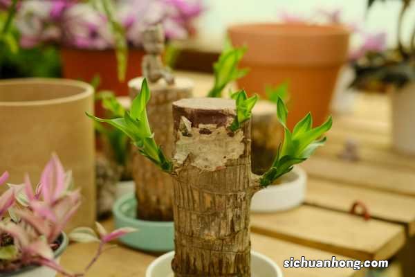 巴西木好养吗?巴西木的养殖方法和注意事项