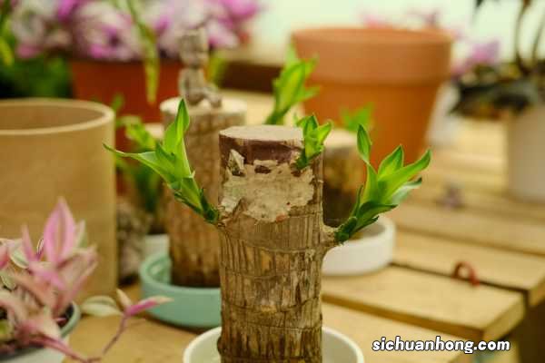 巴西木好养吗?巴西木的养殖方法和注意事项