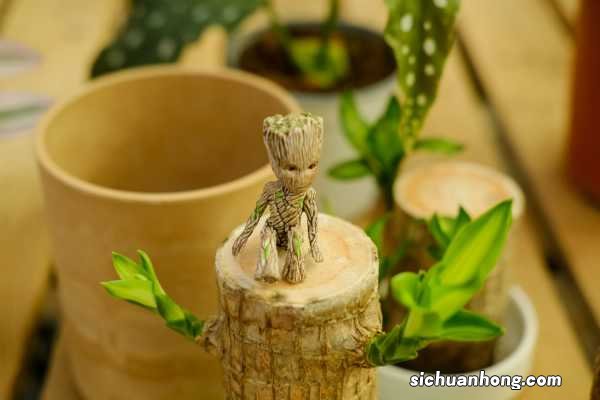 巴西木好养吗?巴西木的养殖方法和注意事项