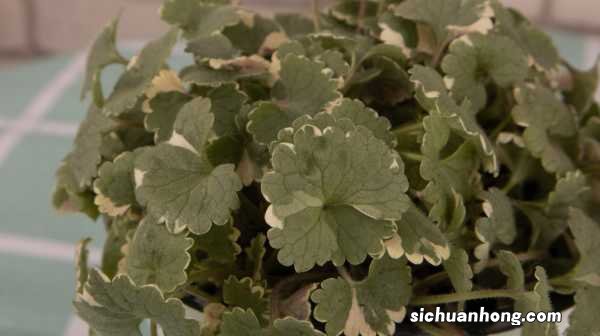 胡椒薄荷怎么养