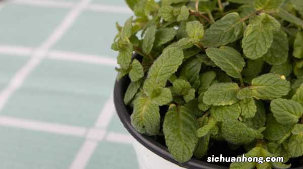 胡椒薄荷怎么养