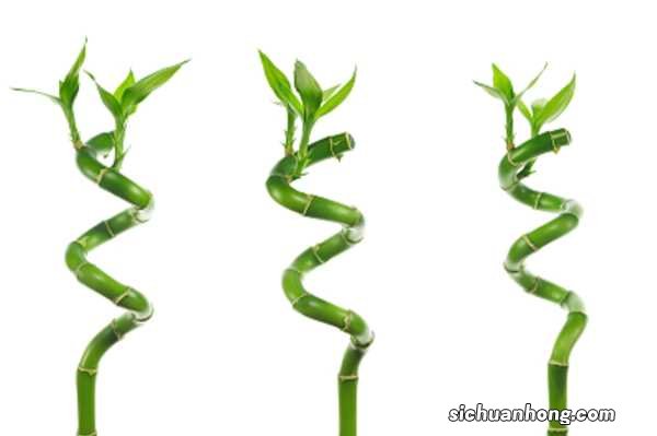 新买的富贵竹几天换水，几天能生根