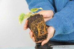 铁线莲最好养的品种