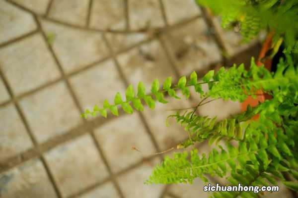 波斯顿蕨的养殖方法