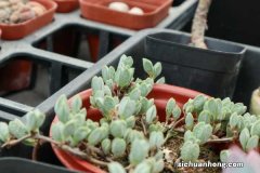 鹿角海棠怎么养