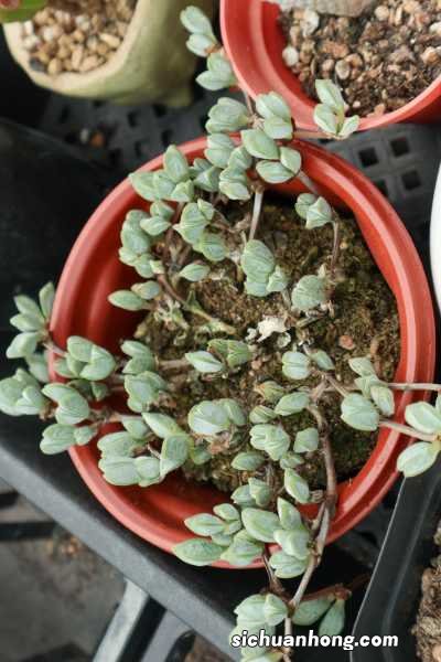 鹿角海棠怎么养