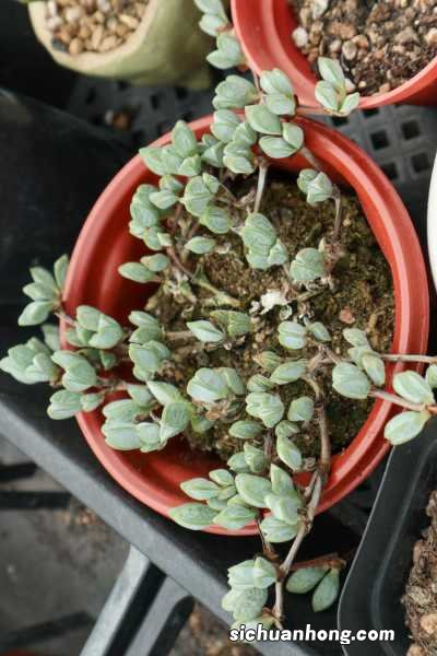 鹿角海棠怎么养