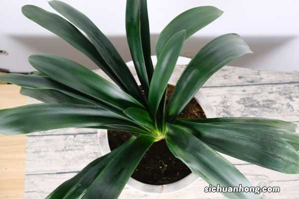 君子兰换盆后怎么浇水