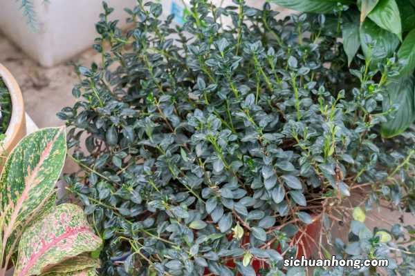 金鱼吊兰怎么养才会茂盛