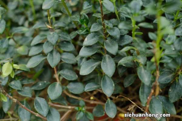 金鱼吊兰怎么养才会茂盛