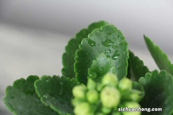 长寿花扦插多久见阳光