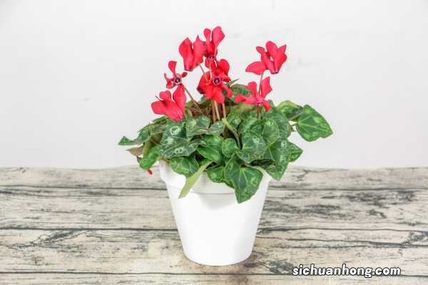 仙客来的养殖方法和注意事项