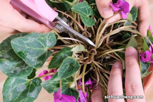 仙客来的养殖方法和注意事项