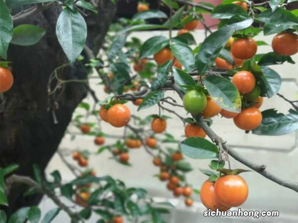 金弹子的养殖方法和注意事项