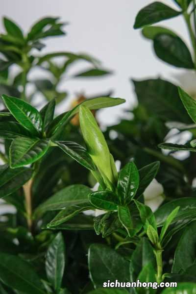 怎么让栀子花疯长,花开爆满盆!